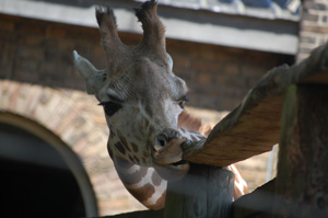 A very hungry giraffe